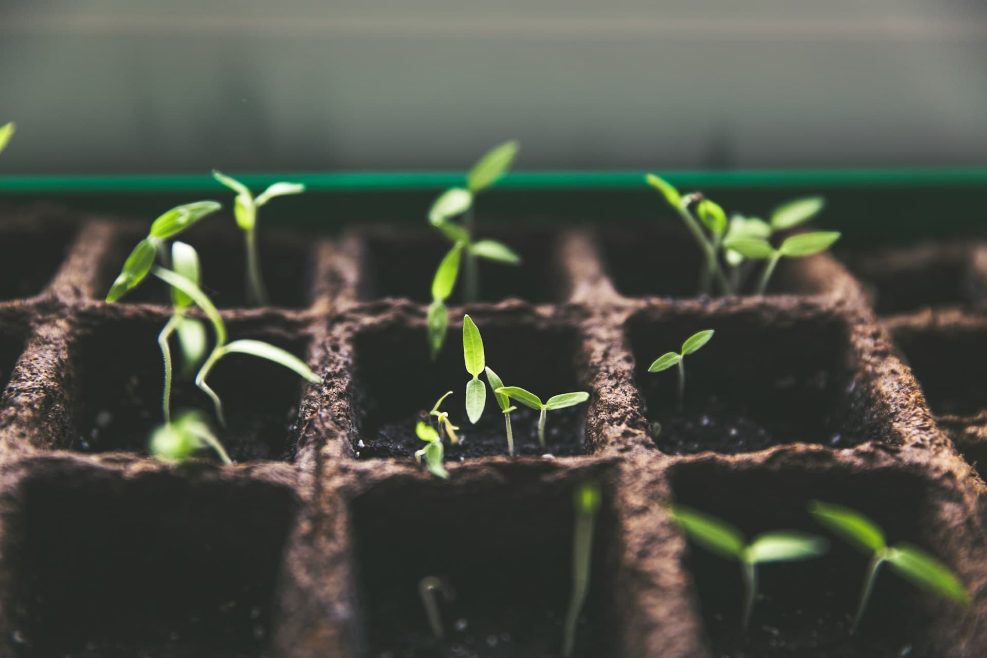 Grow Your Business Online Today